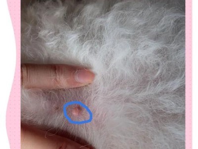 比熊为何没有泪痕？（揭开比熊泪痕之谜，解读其特殊的生理构造和遗传因素）