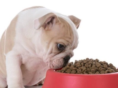 四个半月狗狗的饮食需求（探讨狗狗饮食量及如何合理喂养）