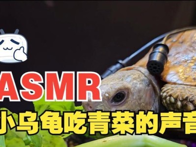 小乌龟的饮食习性及适宜食物选择（小乌龟的食物喜好与营养需求）