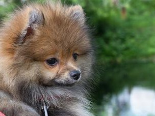 以斯皮茨犬（优秀的工作犬和亲近的家庭伙伴）