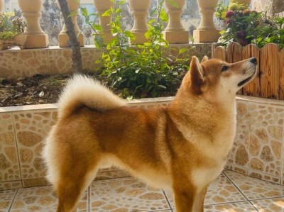 柴犬（800元和8000元柴犬的区别以及选择建议）