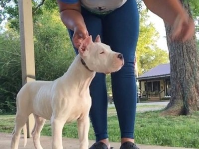 杜高犬的价格和饲养难度解析（了解三个月大的杜高犬价格及饲养要点）