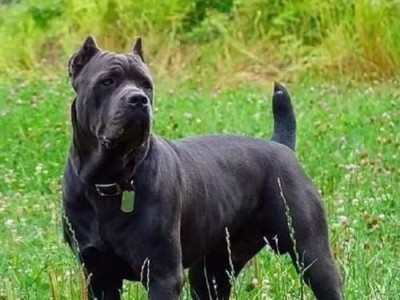 探讨纯种卡斯罗犬的价格及其因素（了解卡斯罗犬价格的关键因素和市场趋势）
