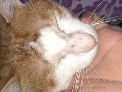 猫咪鼻子不舒服的可能原因（了解猫咪鼻子的症状与治疗方法）