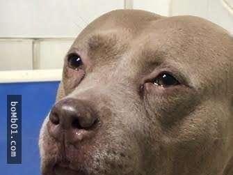 母狗被下毒后的死亡过程与时间（以母狗被下毒一般多久死为研究对象，探究毒物对犬类的影响）