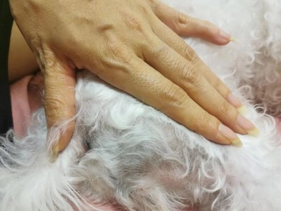 狗狗黑色素沉淀之原因与影响（探究狗狗黑色素沉淀的形成机制及其对犬只健康的影响）