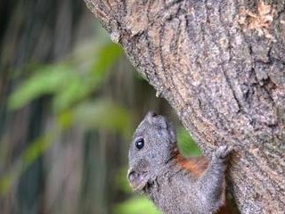 如何饲养蓝腹松鼠——萌宠从此不难（蓝腹松鼠的特点与适宜饲养环境）