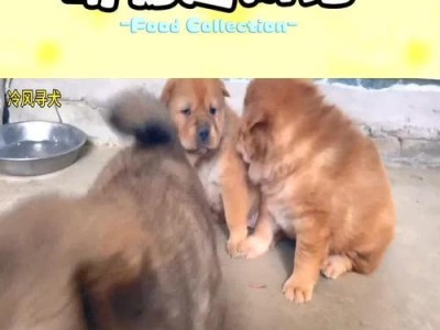宠物狗满月后的疫苗接种时机及重要性（宠物狗的健康保障从满月开始，打疫苗是关键）