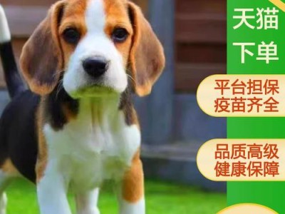 比格犬与巴吉度（比格犬和巴吉度的价格及特点对比，了解适合你的狗狗）