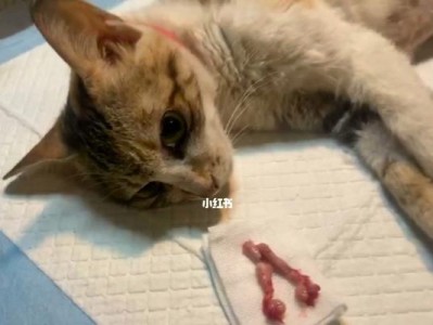 猫咪绝育前需要做的检查及注意事项（为爱猫提供安全健康的绝育手术）