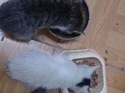 猫咪吃香肠的正确方式（宠物饮食，小心误区）