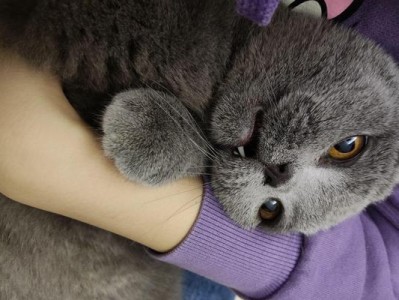 母猫产后饮食要注意什么？（合理的产后饮食是保证小猫健康成长的关键）