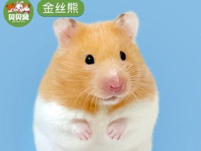 探秘仓鼠世界（了解各种仓鼠的活跃程度及特点，选择适合你的小宠物伙伴。）