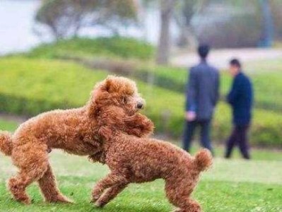 小狗互相舔舌头的原因（解析小狗间的舔舐行为及其意义）