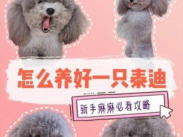 选择泰迪宠物的15个问题解答（帮助你找到最适合的泰迪宠物）
