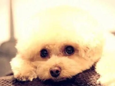 迷你贵宾犬的基本饲养要点（打造幸福快乐的迷你贵宾犬生活）