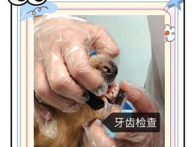 小狗回家后多久可以进行体检？（合理的时间安排是保障宠物健康的关键）