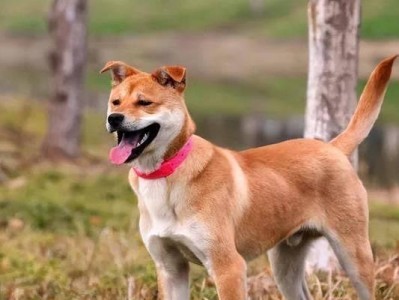 解析以黑身黄脚为特征的狗的品种（探寻黑身黄脚狗的神秘来源及特征）