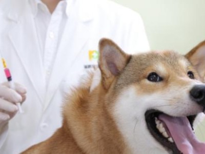 细小病毒感染的狗狗常见症状（详细了解如何识别和治疗细小病毒感染的宠物）