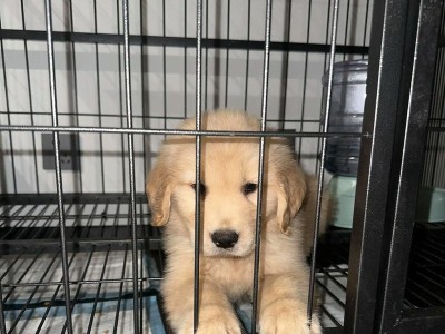 金毛狗的饮食需求与喂养建议（为您的金毛狗提供健康均衡的饮食）