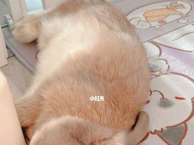 兔子睡觉的注意事项（保证兔子的安全与舒适）