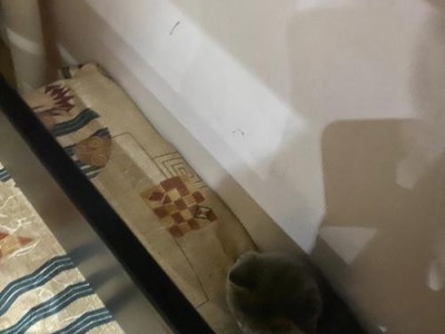 玻璃猫鱼的饲养指南（为您揭秘玻璃猫鱼的理想食物）