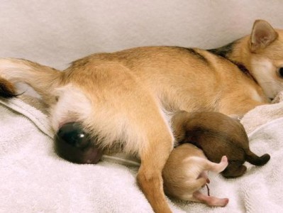 金毛犬生产周期的研究（探索金毛犬的繁殖时间及相关因素）
