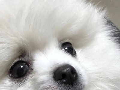 养一只博美的月度开销（了解博美犬的日常开销及节约方法）