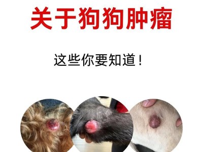了解狗肿瘤（探索狗肿瘤的种类及治疗方法，帮助宠物狗早日康复）
