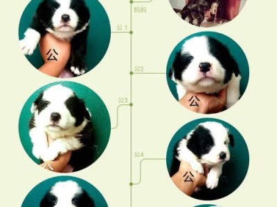 幼犬如何安全度过童年（避坑指南，边牧铲屎官分享养狗心得）