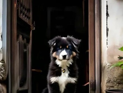中华田园犬（保护中华田园犬，传承中华民族的狗文化）