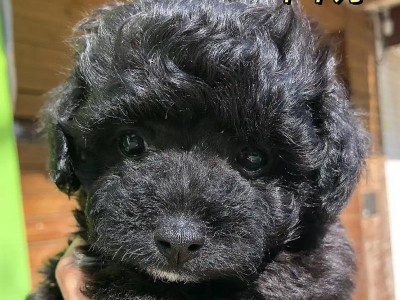 选择适合泰迪幼犬的狗粮（以泰迪幼犬的身体需求为基准，选择优质狗粮）