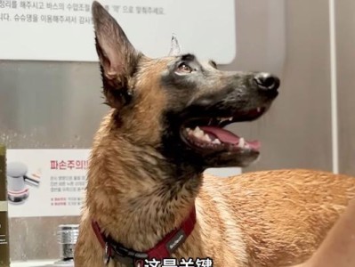 生完小狗要多久可以洗澡？（科学饲养指南及注意事项）
