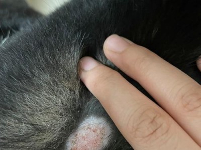 狗的长藓问题及解决方法（了解狗为什么长藓，有效预防与治疗方法）