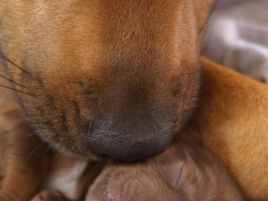 母犬分娩的常见症状及注意事项（了解母犬分娩的相关症状，提前为繁殖准备做好准备）