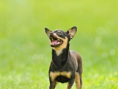 小鹿犬的饲养指南（从喂食到训练，全面解析小鹿犬的养护方法）