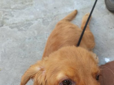 狗眼部疾病大揭秘（了解狗眼部常见疾病，守护宠物视力健康）