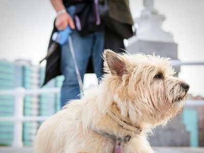 以凯恩梗犬特征标准为主题的宠物养护指南（如何认识和照顾凯恩梗犬的不同特征/凯恩梗犬养护全面指南）