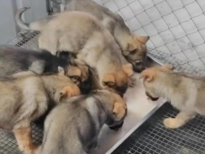 昆明犬的理想配对伙伴是什么？（探索与昆明犬最佳亲密伙伴的配对）