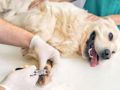 如何安全地给你的爱犬修剪指甲（如何安全地给你的爱犬修剪指甲）