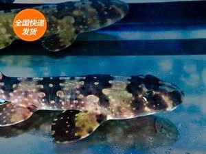 七彩吊的饲养方法——打造美丽水族世界（了解七彩吊的基本信息）