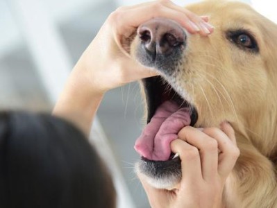 狗狗可以吃花生吗？——了解宠物营养需求的关键（不要多吃，合理搭配花生的好处和注意事项）