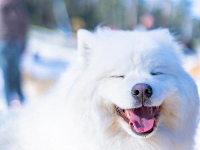白色犬种（探索白色犬种的多样性与美丽）