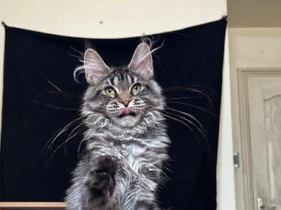 探寻斑爷猫的神秘身份（揭开斑爷猫真正的血统与特征）