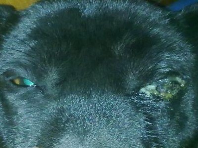 狗狗淌眼屎的原因及解决方法（如何应对狗狗眼屎问题，让它的眼睛更健康？）