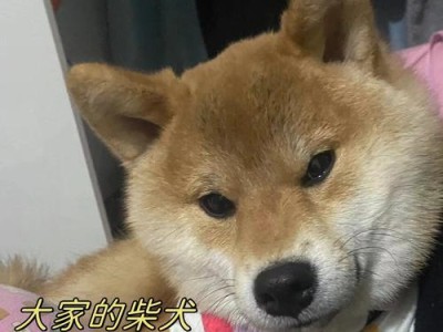 如何找到可靠的柴犬购买渠道（探寻最佳购买柴犬的途径及关键注意事项）