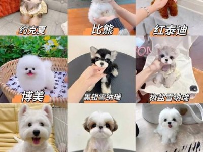 博美犬价格及饲养注意事项（了解博美犬的价格和饲养要点，为你的新伙伴提供最佳的照顾）