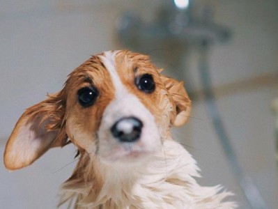 你的爱犬需要多久洗一次澡？（探讨狗狗洗澡的正确频率与方法，主人必看！）