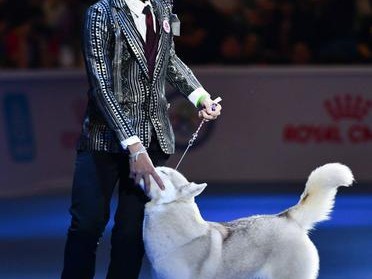 全球犬种大赛（品种丰富多样，精彩纷呈的犬类盛会）