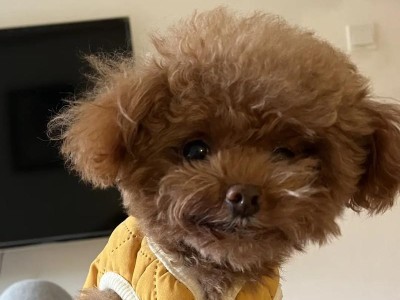 泰迪怀孕35天的常见症状及注意事项（了解泰迪宝宝的健康状况与保健要点）